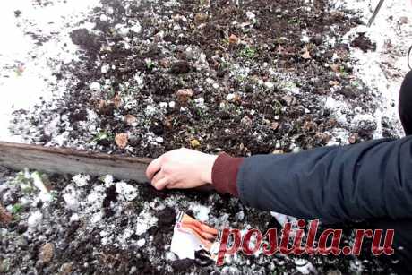 ЧТО САЖАЮТ ПОД ЗИМУ НА ОГОРОДЕ?

Последние несколько лет, среди дачников и прочих садоводов, широкое распространение получила высадка культур под зиму. Это объясняется наличием ряда преимуществ, которым обладает озимый посев. Таким образом, культуры, семена которых были посеяны осенью:

способны развить мощные корни и накопить больше необходимой массы;
имеют высокую скорость роста весной;
устойчивы к появлениям сорняков.
Соблюдение определенных правил высадки растений под ...