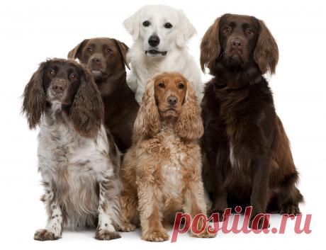 dog2.jpg (2000×1535)