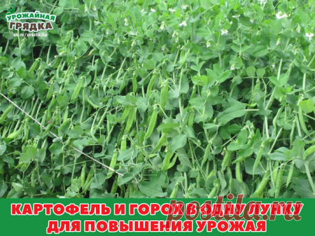 (2) Одноклассники