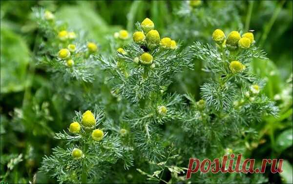 Настало время поговорить о противопоказаниях к приему травяных чаев и отдельных растений

Эхинацея. Это растение обладает антивирусными и антибактериальными свойствами и применяется для профилактики и для лечения гриппа и ОРВИ, а также для улучшения иммунной защиты. Эхинацею не стоит принимать вместе с противогрибковыми лекарственными препаратами, их совмещение токсично для печени. Кроме того, эта трава не должна сочетаться со средствами, которые подавляют иммунитет, она т...