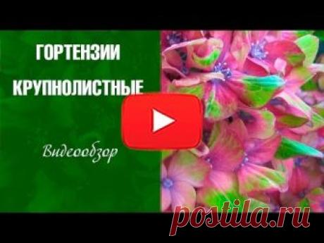 Садовая крупнолистная гортензия: фото, описание зимостойких сортов, укрытие на зиму, подкормка и обрезка