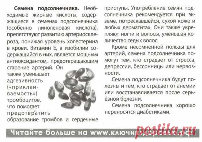 Семена подсолнечника лечат