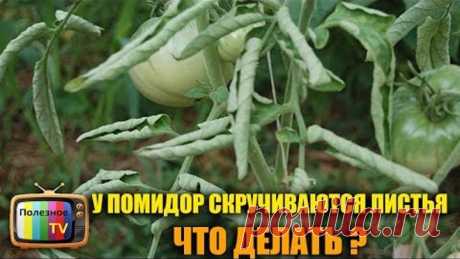 У ПОМИДОР СКРУЧИВАЮТСЯ ЛИСТЬЯ ЧТО ДЕЛАТЬ