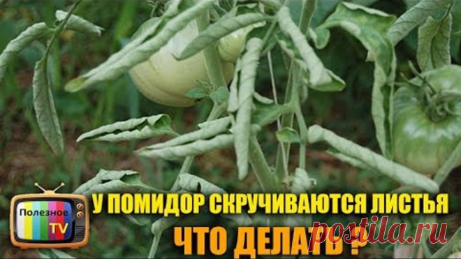 У ПОМИДОР СКРУЧИВАЮТСЯ ЛИСТЬЯ ЧТО ДЕЛАТЬ
