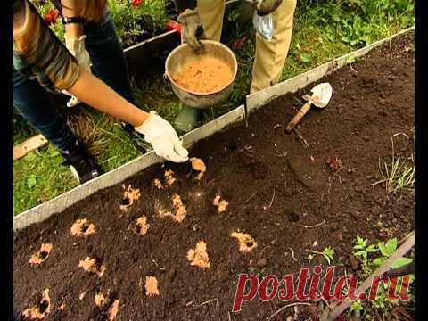 Советы от "ленивой" огородницы..