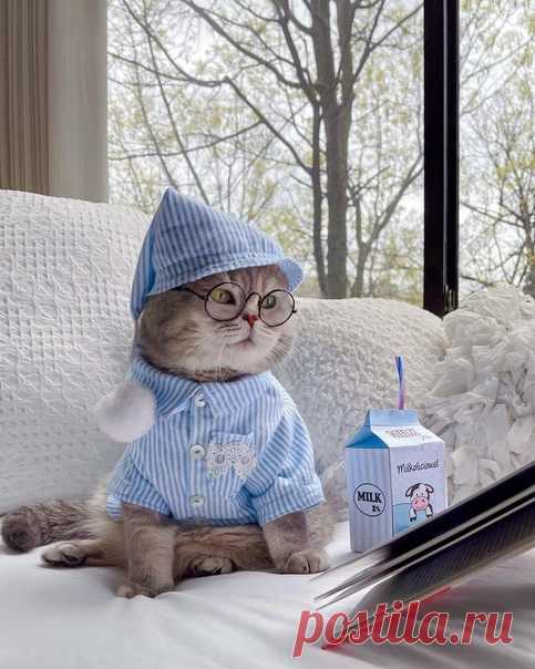 Котя няшка a_street_cat_named_benson