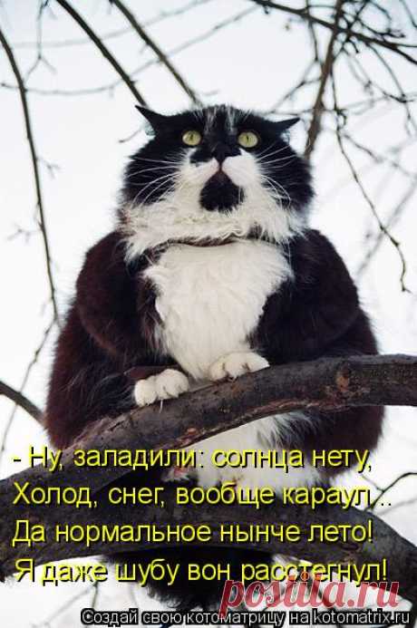 Котоматрица: Главная