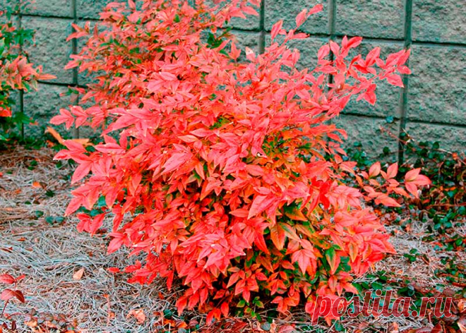 Комнатное растение Нандина (Nandina). Нандина - японское название небольшого вечнозеленого деревца, растущего по склонам гор в Восточной Азии и в Индии. В природе ее высота достигает 5-6 м, в комнатных условиях - меньше. Белые или светло-розовые цветки собраны в кистевидные соцветия, вскоре на их месте появляются округлые красные плоды.