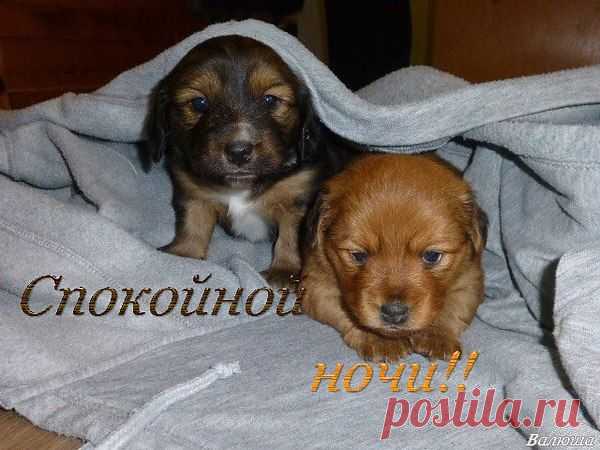 ДОБРОЙ НОЧИ, ДРУЗЬЯ , ДРУЗЬЯ ДРУЗЕЙ И ГОСТИ !!!
Спустилась бархатная ночь,
Бросая звёзды в небеса...
Она должна всем нам помочь
Уснуть с любовью и мечтой...
Когда же упадёт роса,
Проснёмся мы, свой день начнём,
Любуясь мира красотой,
Как лодки дальше поплывём...
Спустилась сказочная ночь...