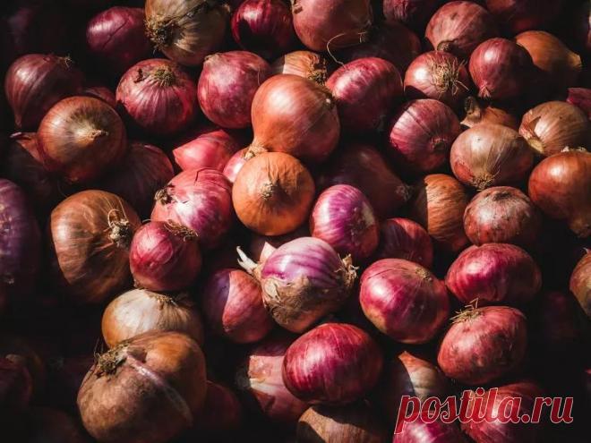 Что высаживать рядом с луком: полный список цветов, трав и овощей