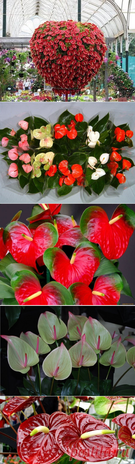 Антуриум – уход за цветком в домашних условиях. Пересадка, размножение, болезни - Ladiesvenue.ru