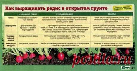 Как выращиварь редис в открытом грунте