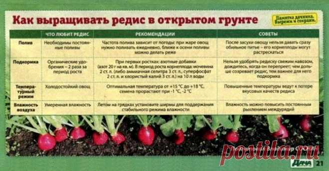 Как выращиварь редис в открытом грунте