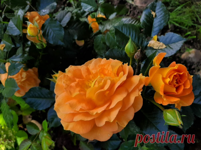 Семь страхов розовода весной. | Цветочница Анюта 🌹 | Яндекс Дзен