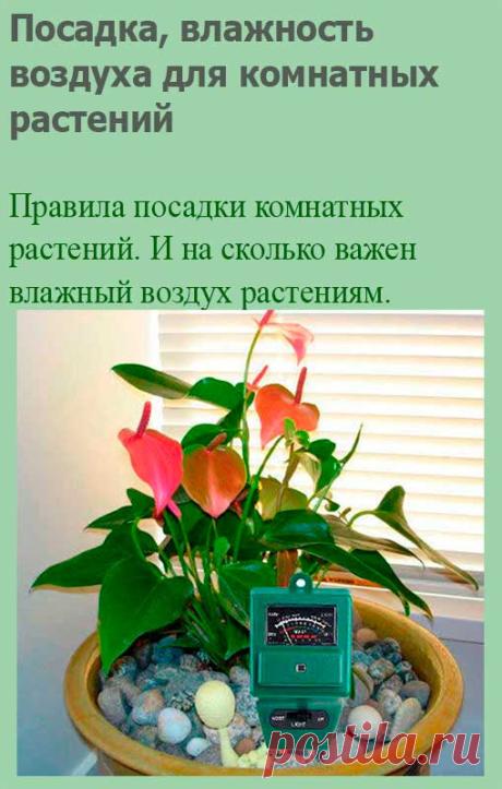 Посадка, влажность воздуха для комнатных растений. Посадка - это когда проросток или черенок впервые получают свой собственный горшок. Сажать в горшок можно маленький сеянец, отдельный черенок или несколько укоренившихся черенков. При этом лучше использовать маленькие горшки, поскольку растение не будет хорошо расти, пока не оплетет корнями земляной ком.