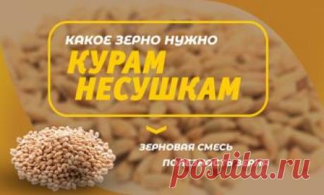 Какое зерно нужно несушкам? 

На небольших фермах или на частных подворьях заводчики редко выкармливают несушек комбикормами или подобными, покупными мешанками, обычно в ход идут смеси зерен разного вида. И это правильно, ведь разнообразная, качественная пища для домашней птицы считается наилучшим вариантом. Но каким зерном стоит кормить кур несушек, чтобы они лучше неслись? 

Овес имеет в составе обилие клетчатки – 9,9% и витаминов В1, В2, B5, В6, К, PP. 
Пшеница крайне н...