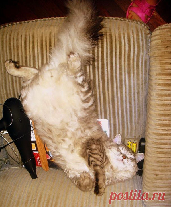 Хвостик - на подушке, на простынке - ушки!