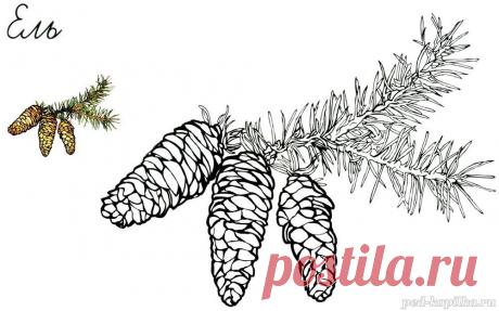 Раскраска. Ветка ели с шишками