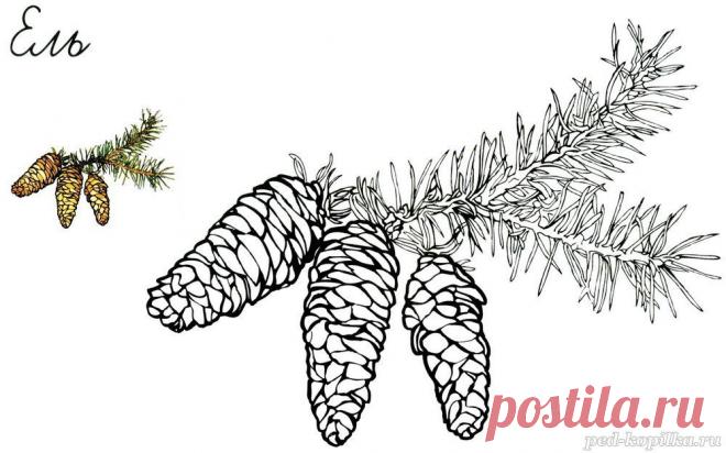 Раскраска. Ветка ели с шишками