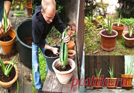 Evo kako uzgojiti ALOE VERU kod kuće i iskoristiti sve njene zdravstvene prednosti! – Kucni recepti i savjeti