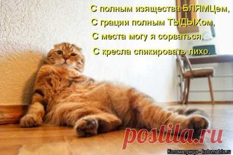 Лучшие котоматрицы за прошедшую неделю / Питомцы