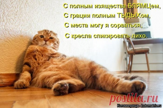 Лучшие котоматрицы за прошедшую неделю / Питомцы