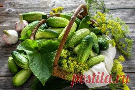 Шикарный рецепт засолки огурцов – зимой пальчики оближешь