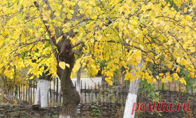 Осенняя подкормка сада - что, чем и когда