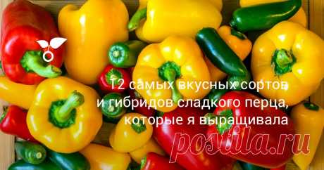 12 самых вкусных сортов и гибридов сладкого перца, которые я выращивала В этой статье я расскажу о 12 самых вкусных сортах и гибридах сладкого перца, которые я выращивала лично и буду выращивать в будущем за их неприхотливость и отличный вкус.