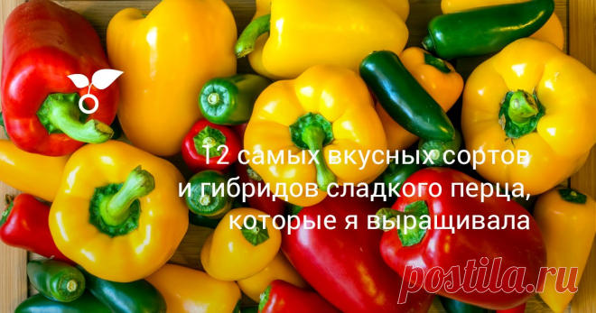 12 самых вкусных сортов и гибридов сладкого перца, которые я выращивала В этой статье я расскажу о 12 самых вкусных сортах и гибридах сладкого перца, которые я выращивала лично и буду выращивать в будущем за их неприхотливость и отличный вкус.