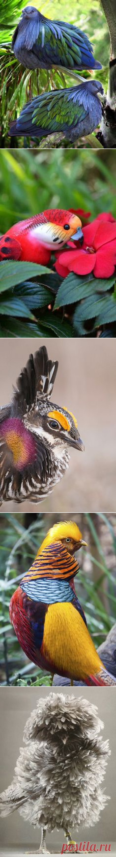 (235) Pinterest: инструмент для поиска и хранения интересных идей