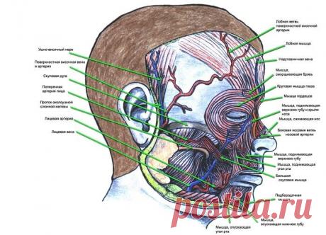 «Диспорт» вызывает птоз брови