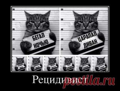 Демотиваторы-приколы