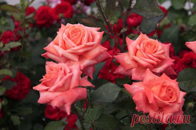 ШИКАРНЫЕ РОЗЫ! РОЗАРИЙ МИРА УВЛЕЧЕНИЙ. | Самоцветик