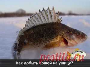 Как добыть ершей на ушицу?