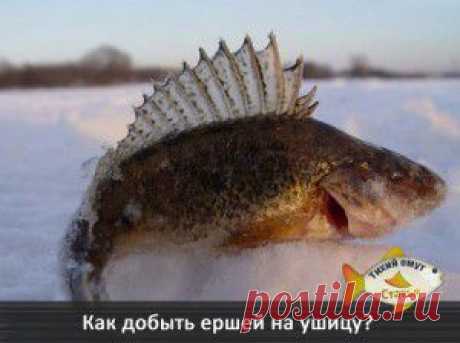 Как добыть ершей на ушицу?