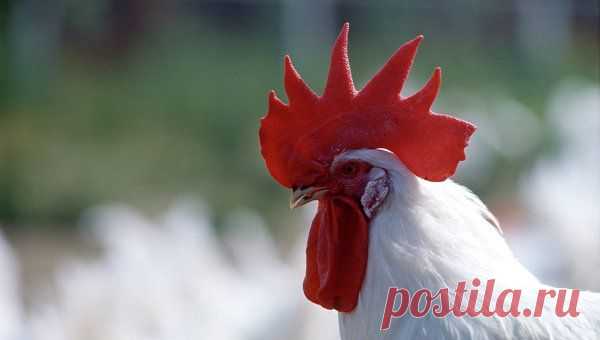 Ученые выяснили, что петухи кукарекают утром строго по иерархии | РИА Новости