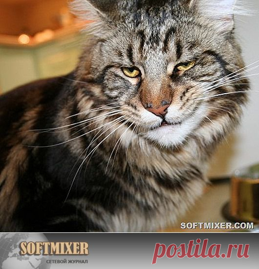 Для кошки мы просто обезьяны… | SOFTMIXER