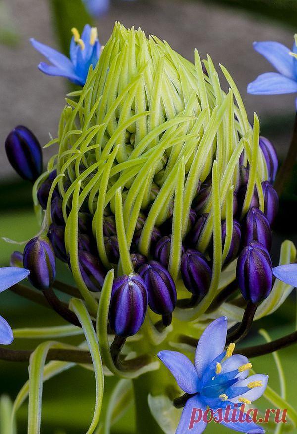 Caribbean lily | Flowers