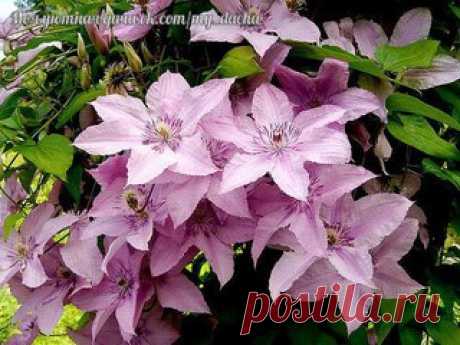 КАК ПОДОБРАТЬ «КЛЮЧИ» К КЛЕМАТИСУ.

Действительно, клематис по своим возможностям, наверное, самый удобный цветок для украшения загородного дома: им можно увить весь фасад (поднимается сплошной стеной до высоты 3 метров), его можно пустить на оградительную сетку и получить великолепную цветущую изгородь, которая уже с мая будет непроницаема для посторонних взоров. Наконец, клематис можно подсадить к розам и другим высоким растениям для создания цветовых композиций.
Показать полностью…