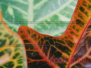 Codiaeum houseplant leaves close up, nature pattern. Стоковое фото, фотограф Ilaronsia / Фотобанк Лори