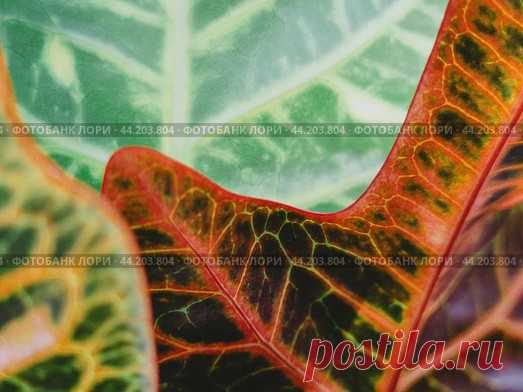 Codiaeum houseplant leaves close up, nature pattern. Стоковое фото, фотограф Ilaronsia / Фотобанк Лори