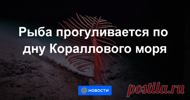 Рыба прогуливается по дну Кораллового моря Ученые впервые увидели, что происходит на дне Большого Барьерного рифа, куда не может погрузиться аквалангист.