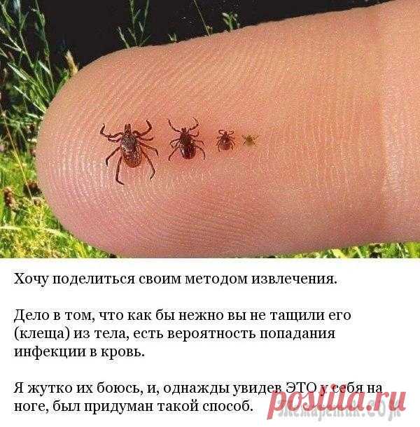 Как извлекать клеща Вот и настал тот период когда тянет на природу ,нас вот затянуло за деликатесом -то есть по первые грибочки смарчки и строчки,и конечно же не прошло это удовольствие без приключений ...Сосед напарник ...