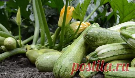 Что делать если кабачков уродилось очень много. 3 способа, как сохранить кабачки до Нового года и дольше | У-Дачный канал советы от Арины | Яндекс Дзен
