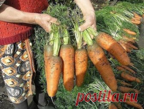 Необычный и эффективный способ посева моркови 
Посадка моркови очень кропотливое занятие - сначала нужно высеять мелкие семена, а с появлением всходов проредить их. Хочу поделиться с вами необычным, но очень эффективным способом посадки, облегчающим выращивание этой культуры. 

Семена моркови довольно мелкие и содержат много эфирных масел, которые препятствуют быстрому их прорастанию. Учитывая эти свойства, огородники стараются сеять морковь погуще, чтобы не было пустот в ...