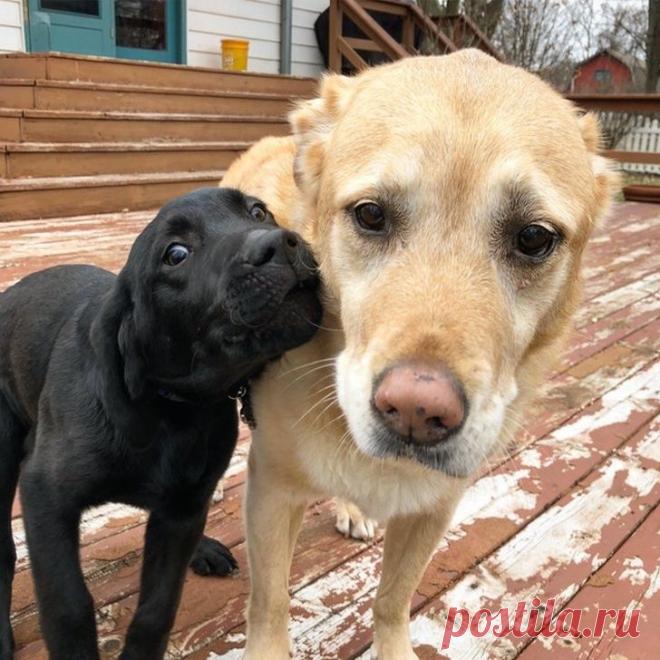 20 милых животных, посмотрев на которых невозможно не улыбнуться!