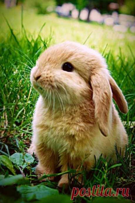 Little Bunny | animales
