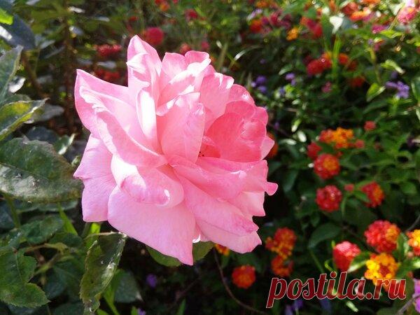 Нехитрый прием обрезки роз после цветения: бутонов потом будет еще больше | Наша Дача | Яндекс Дзен