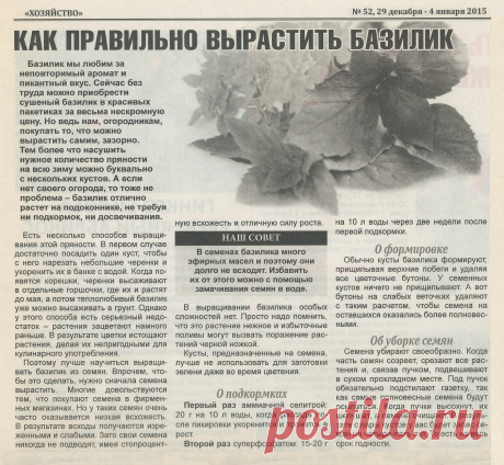 Как правильно вырастить базилик